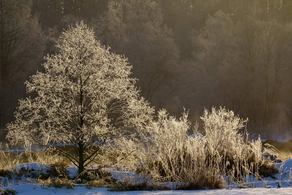 Vorst Overdekte Boom Winter — Stockfoto