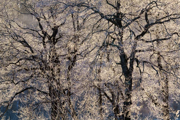 Frost Täckt Träd Vintern — Stockfoto