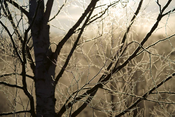 Mrazem Pokrytý Strom Zimě — Stock fotografie