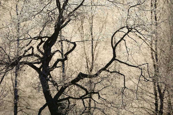 冬に霜が木を覆い — ストック写真