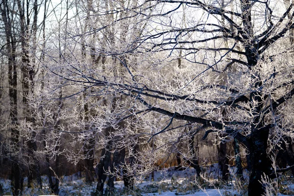 Frost Täckt Träd Vintern — Stockfoto