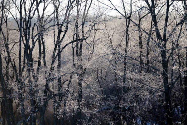 Geada Árvore Coberta Inverno — Fotografia de Stock