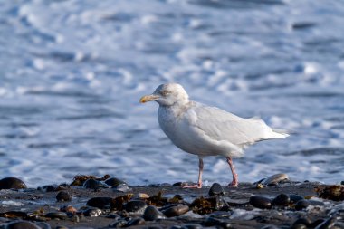 Martı ve deniz kışın