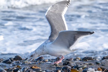 Martı ve deniz kışın