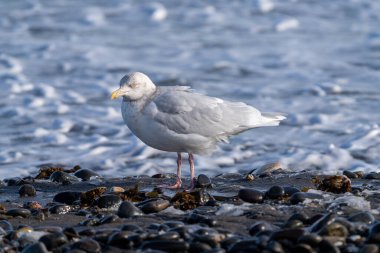 Martı ve deniz kışın