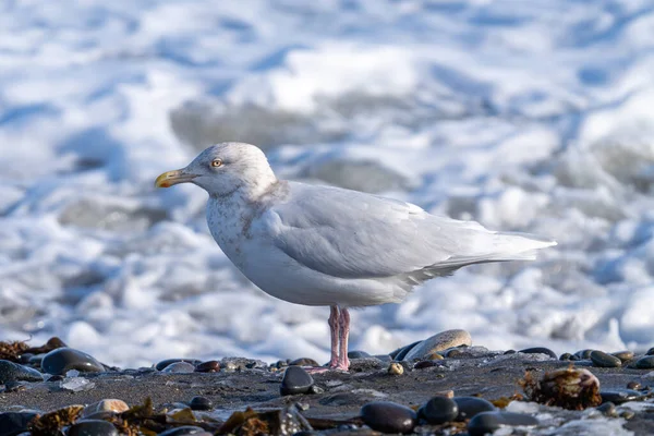 Seagull Sea Winter — Stock Photo, Image
