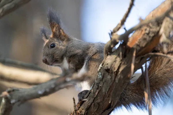 One Squirrel Winter Forest — Stock Photo, Image