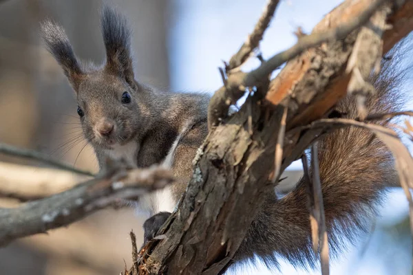 One Squirrel Winter Forest — Stock Photo, Image