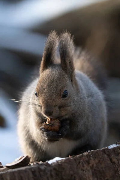 Ein Eichhörnchen Winterwald — Stockfoto