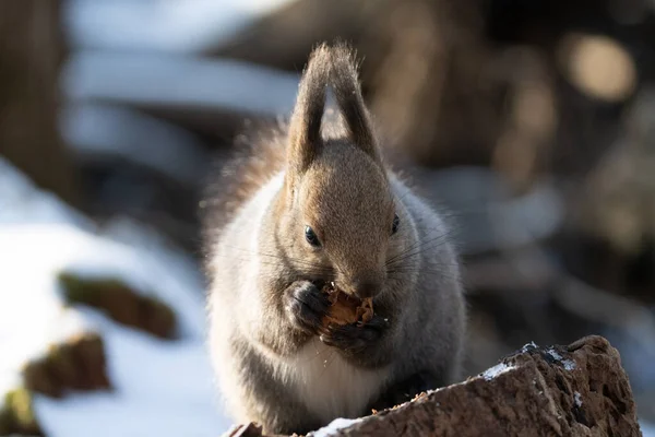 Ένας Σκίουρος Στο Χειμερινό Δάσος — Φωτογραφία Αρχείου