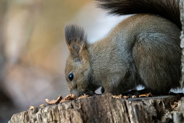 One Squirrel Winter Forest — Stockfoto