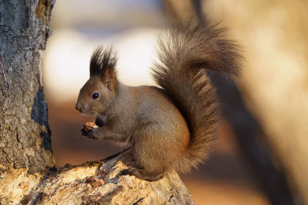 One Squirrel Winter Forest — Stok fotoğraf