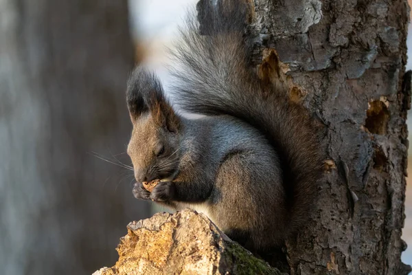 One Squirrel Winter Forest — Stock Photo, Image