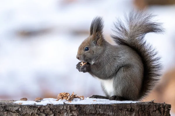 Ένας Σκίουρος Στο Χειμερινό Δάσος — Φωτογραφία Αρχείου