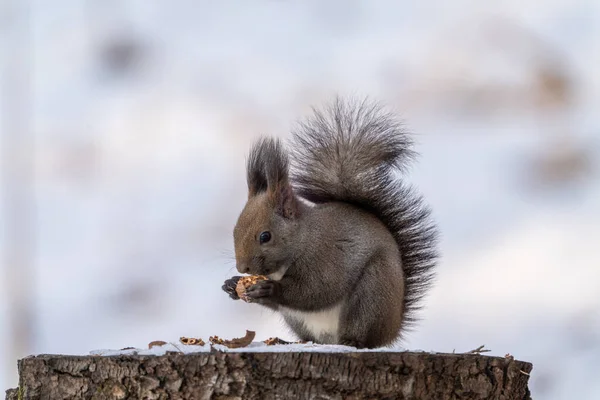 Una Ardilla Bosque Invierno — Foto de Stock