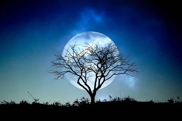 Toter Baum Und Mond Winter — Stockfoto