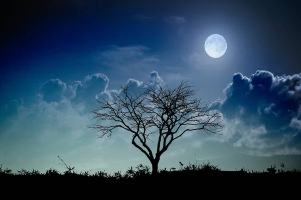 Toter Baum Und Mond Winter — Stockfoto