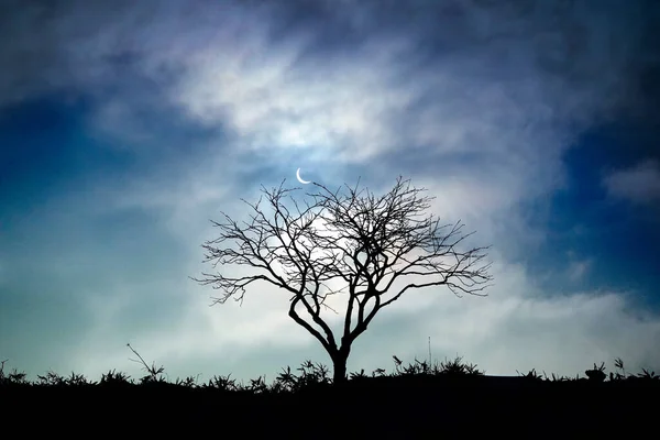 Dead Tree Moon Winter — Stock Photo, Image
