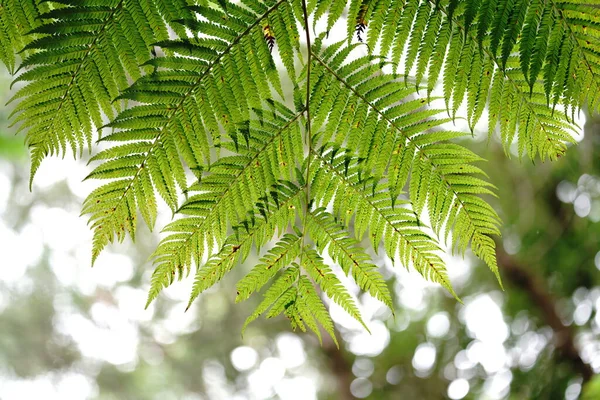 イリオモテ島のシダ植物 — ストック写真