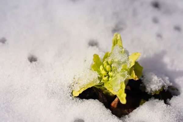 Brote Manteca Nieve Primavera — Foto de Stock