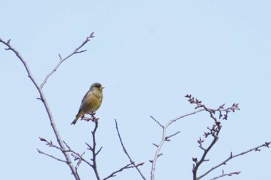 Doğu ispinozu ölü ağaçta