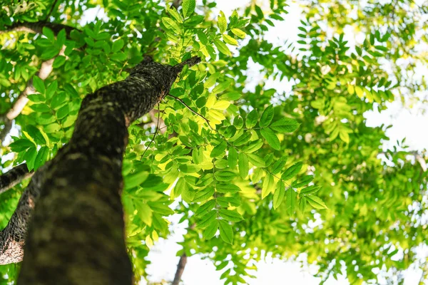 Grünes Blatt Und Großer Baum — Stockfoto