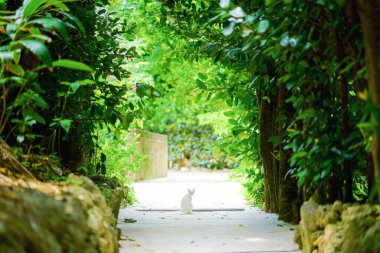 Ağaç sıralı sokak ve beyaz kedi