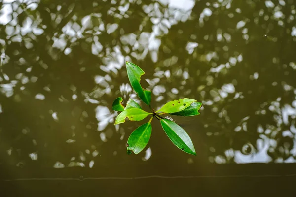 Yongu Mangrove Träd Vatten — Stockfoto