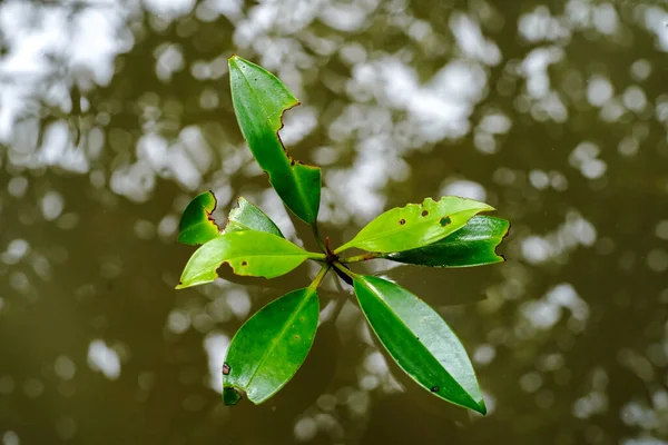 Yongu Mangrovenbaum Wasser — Stockfoto