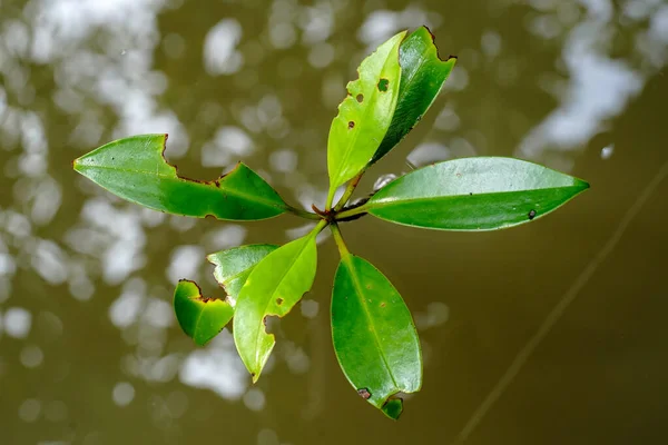 Yongu Mangrovenbaum Wasser — Stockfoto
