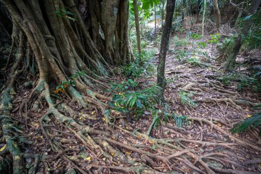 İriomote Adası Okinawa 'da orman