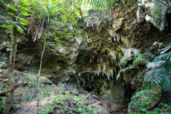 Selva Isla Iriomote Okinawa — Foto de Stock