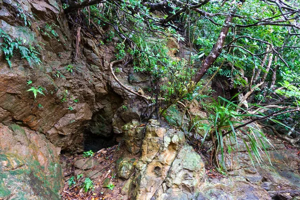 Riomote Adası Okinawa Orman — Stok fotoğraf