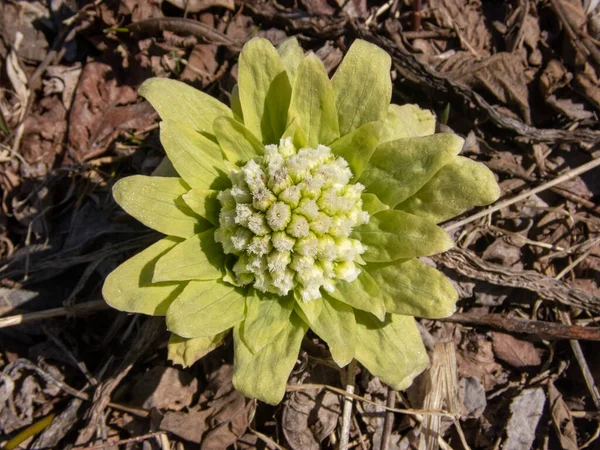 Butterbur Scape Primavera Hokkaido —  Fotos de Stock