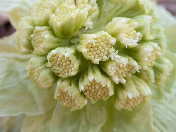 Paysage Butterbur Printemps Hokkaido — Photo