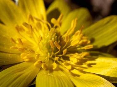 İlkbaharda hokkaido 'da Amur adonis