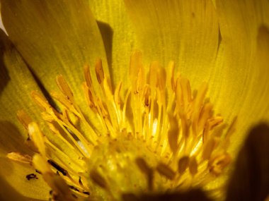 İlkbaharda hokkaido 'da Amur adonis