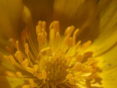 İlkbaharda hokkaido 'da Amur adonis