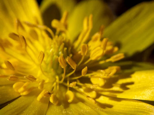 Amur Adonis Primavera Hokkaido — Foto Stock