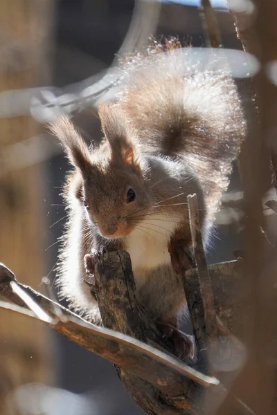 Eichhörnchen Frühling Hokkaido Japan — Stockfoto