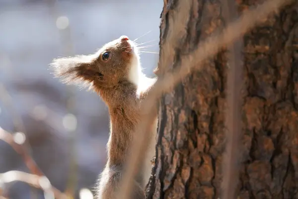 Esquilo Primavera Hokkaido Japão — Fotografia de Stock