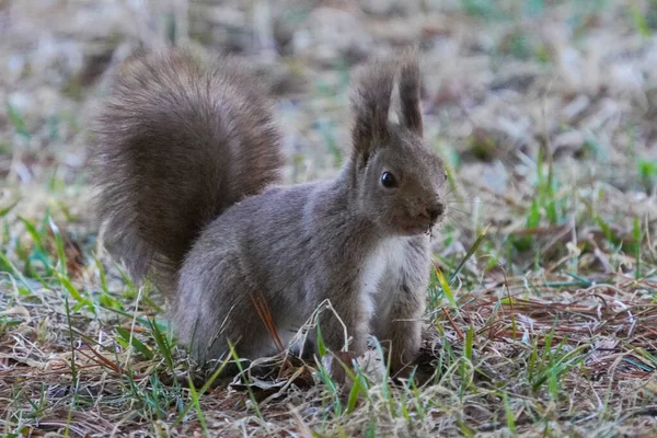 Squirrel Spring Hokkaido Japan — Stock Photo, Image