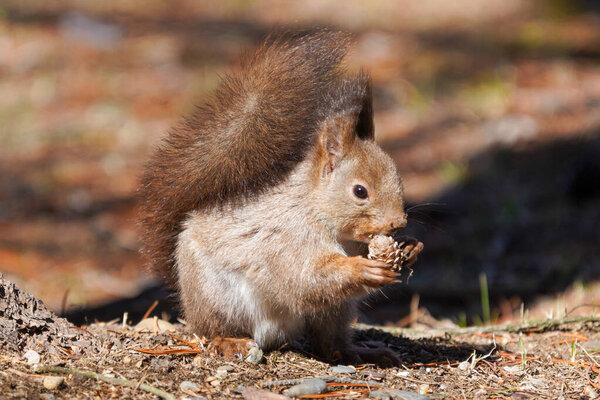 squirrel in spring hokkaido japan