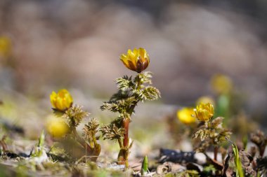 İlkbaharda hokkaido 'da Amur adonis