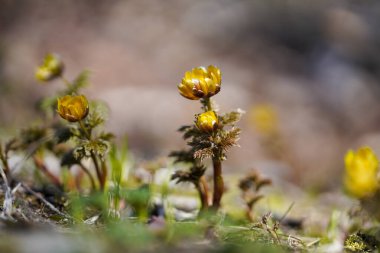 İlkbaharda hokkaido 'da Amur adonis