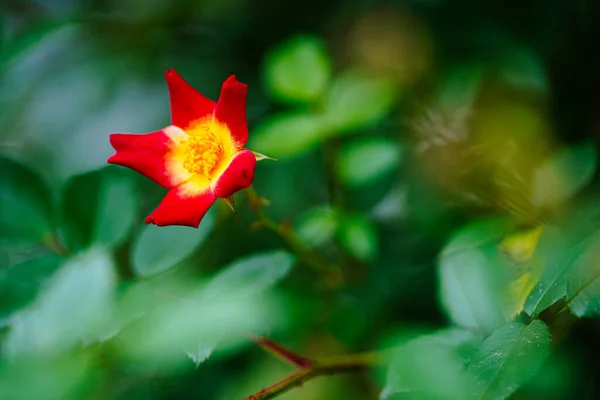 Flor Vermelha Jardim Verão — Fotografia de Stock