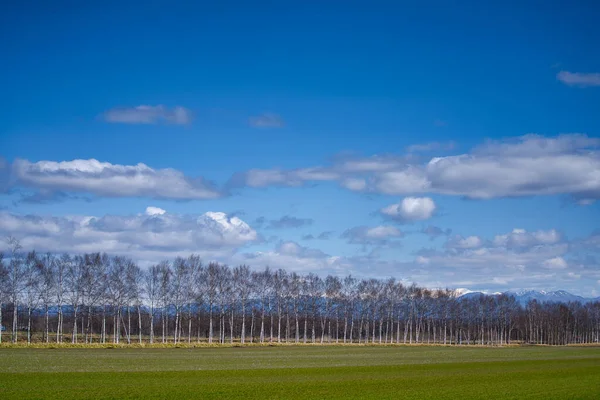 Cielo Blu Campo Verde Primavera Hokkaido — Foto Stock