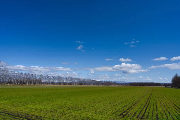 Блакитне Небо Зелене Поле Весняному Хоккайдо — стокове фото