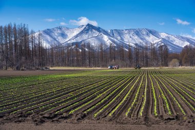 Bahar Hokkaido 'daki dağ ve tarla