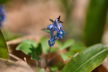 Bahar Hokkaido 'sunda mavi Corydalis